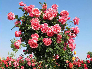 五种最耐阴的藤本月季品种，每一款都是世界名花!