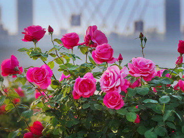不同颜色玫瑰花的花语是什么？