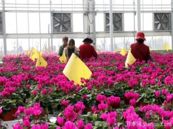 扬州高邮：每天发货30万株，花工厂绽放乡村振兴致富花