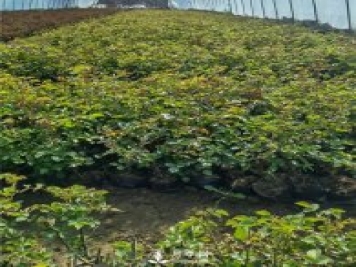 各类盆栽月季上市，南阳杯苗基地全国批发中