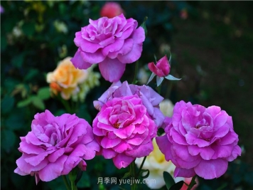 南昌滨江月季园，带你去看天下风流的江西月季花