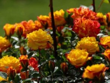 安阳市滑县森林公园月季花开放，赏花打卡正当时