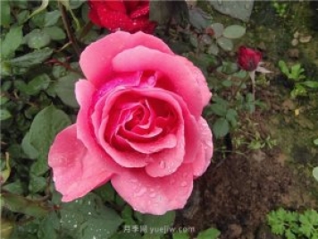 晚春唐诗玫瑰6首：折得玫瑰花一朵，凭君簪向凤凰钗