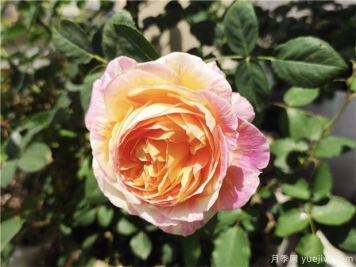 100种玫瑰花的名字，来了解下不同颜色的品种月季