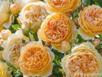 大花香水月季的养护方法，分享10种花香飘满屋