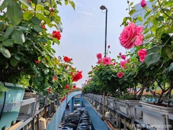 1.2万株月季盛开，南昌八一桥景观花廊拥抱春景