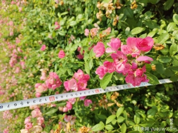 安吉拉月季盆栽苗，60厘米高基地发货
