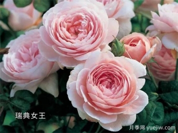 100种月季玫瑰品种图鉴大全，你认识有没有超过10个？