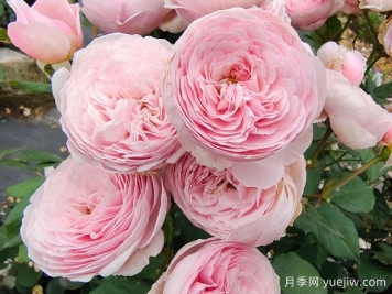 19朵粉色玫瑰花语是什么？