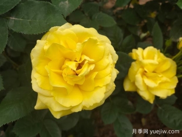 黄玫瑰的花语是什么？黄玫瑰的寓意和象征