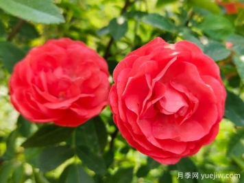 种上木香蔷薇花蛮强爆花，红橙白黄木香你喜欢哪个？