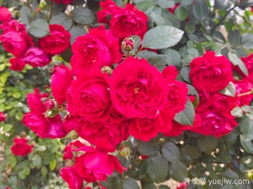 6款红色系的藤本月季品种，适合打造网红花墙