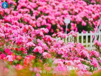 2024年第二届杭州市月季花展举办，赏500万株月季