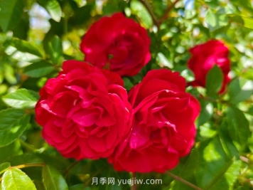 月季红木香爆花机器，花艳丽花量大花期长
