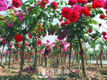 新品“月季树”为北京市花添色彩，居然引种自南阳内乡