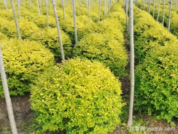 荆门沙洋县十里铺镇4万亩苗木成为致富的绿色产业