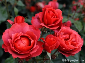 21朵玫瑰：不只是浪漫，还藏着这些深意