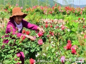 山东淄博沂源60亩月季花竞放，美丽产业助推特色乡村旅游