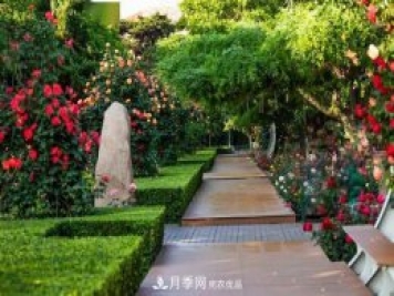秦皇岛适合养月季花，市花和市树是什么