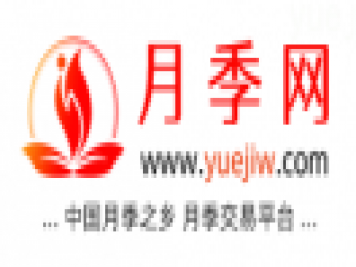 中国上海龙凤419，月季品种介绍和养护知识分享专业网站